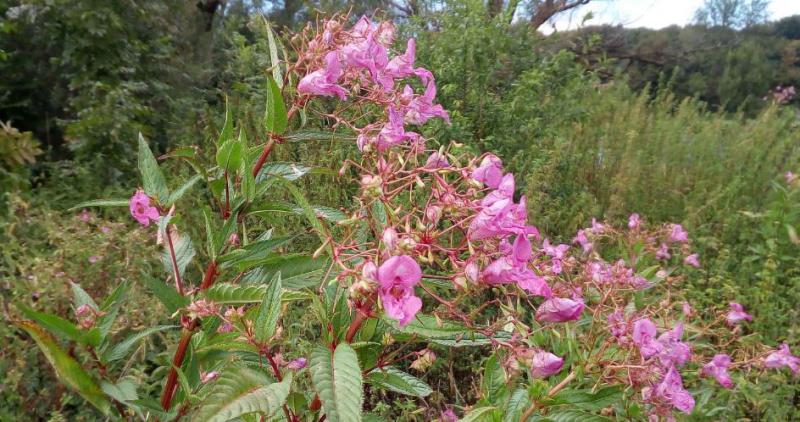 balsamine de l'himalaya balsamine de l'himalaya